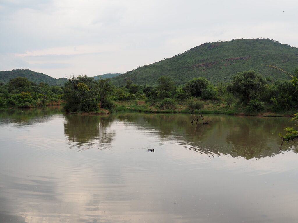 De kop van een nijlpaard steekt net boven het kalme bruine water van de Mankwe Dam uit, met bomen op de oever en een groene kraterheuvel erachter