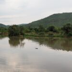 De kop van een nijlpaard steekt net boven het kalme bruine water van de Mankwe Dam uit, met bomen op de oever en een groene kraterheuvel erachter