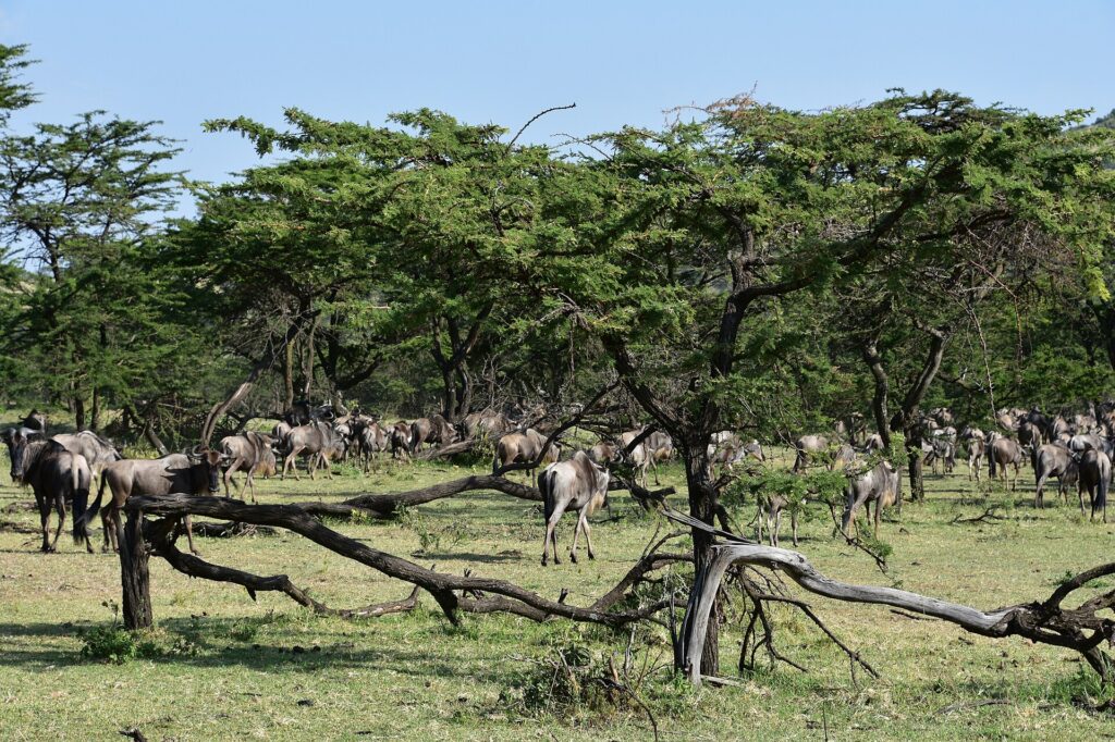 Een kudde gnoes trekt onder acacia's door, tussen dode takken in het gras
