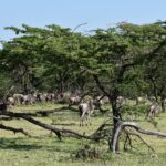 Een kudde gnoes trekt onder acacia's door, tussen dode takken in het gras