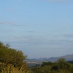Drie geel met zwarte heteluchtballonnen zweven in een lichtblauwe lucht boven de groene bush, met de heuvels van de krater aan de horizon