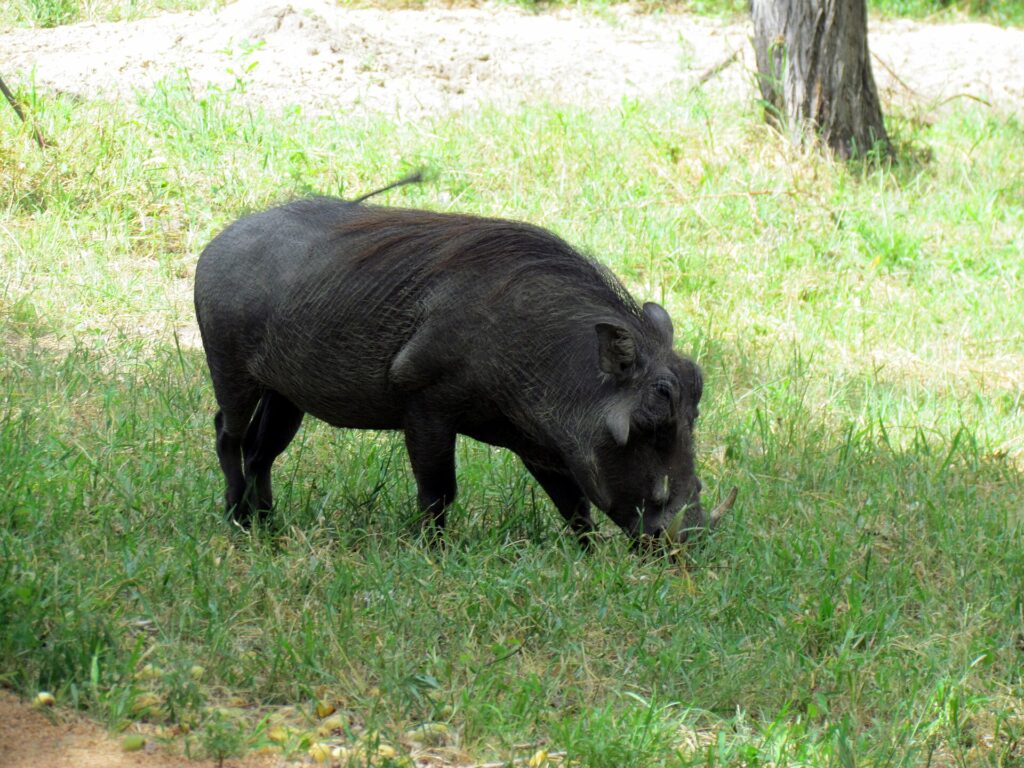 Een knobbelzwijn met een donkere vacht graast met de kop omlaag in het groene gras, met de staart omhoog en zichtbare gebogen slagtanden, een boomstam erachter