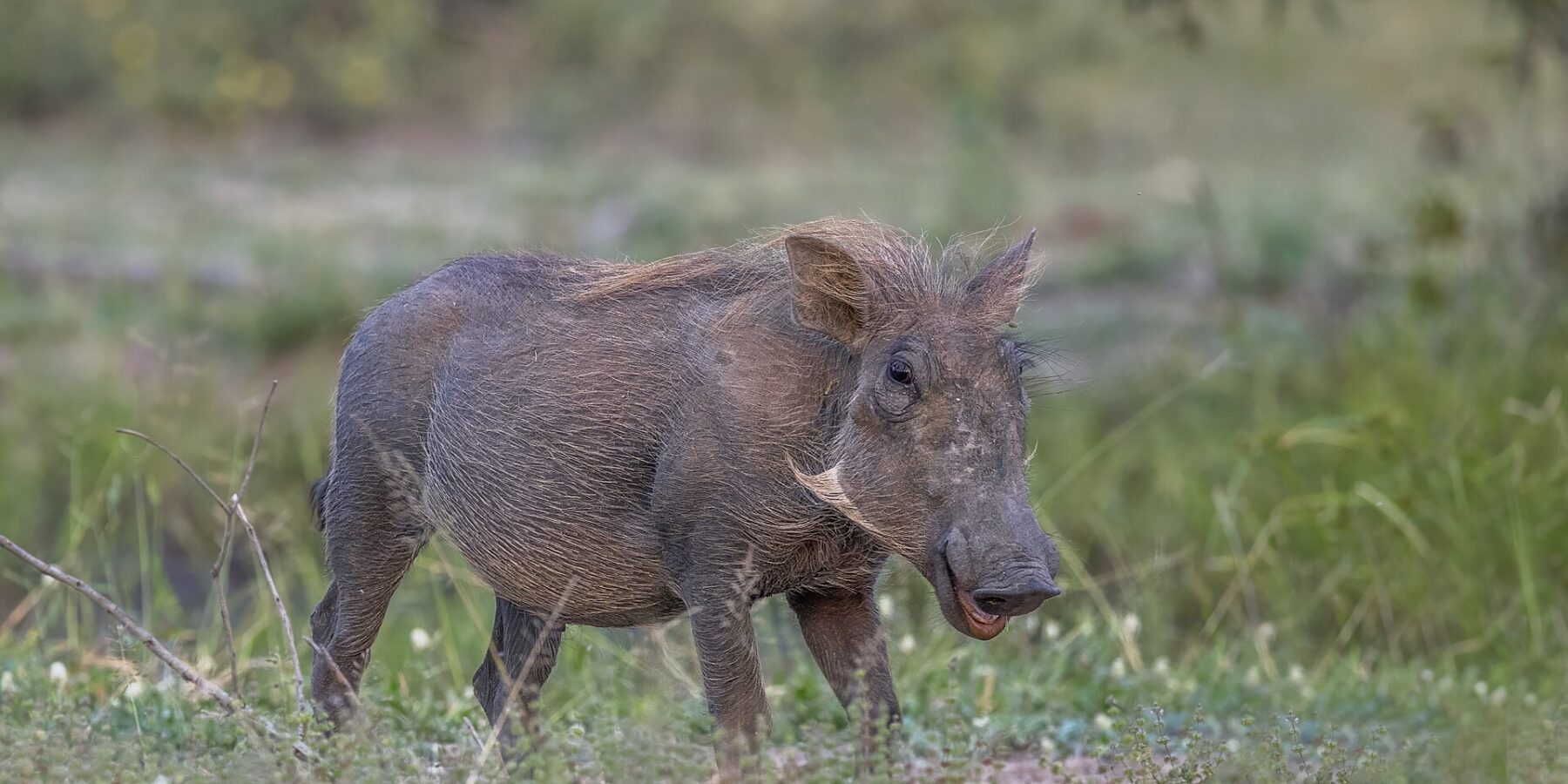 Een knobbelzwijn met een grijze vacht en blonde manen staat in het groene gras, met de kop naar de camera gedraaid, de kleine slagtanden en lichte bakkebaarden goed zichtbaar