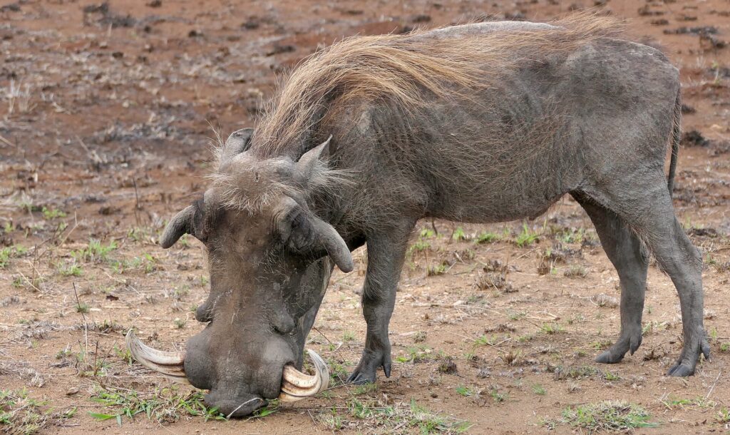 Een groot knobbelzwijnmannetje op de knieën van zijn voorpoten eet jong gras op de kale grond, met de grote gebogen slagtanden en de blonde manen goed zichtbaar