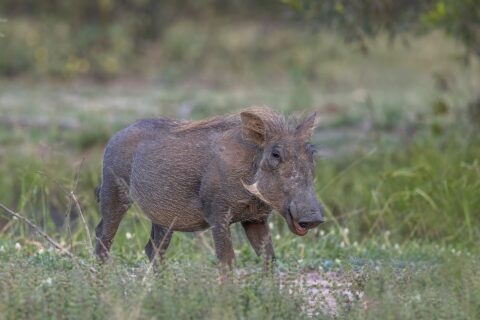 Een knobbelzwijn met een grijze vacht en blonde manen staat in het groene gras, met de kop naar de camera gedraaid, de kleine slagtanden en lichte bakkebaarden goed zichtbaar