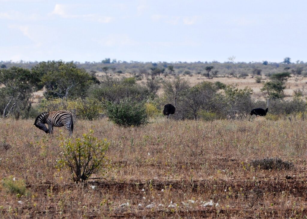 Een zebra krabt in het droge gras zijn kop met een achterpoot, met twee struisvogels erachter, een bruin vrouwtje en een zwart mannetje, struiken en een vlakke horizon