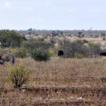 Een zebra krabt in het droge gras zijn kop met een achterpoot, met twee struisvogels erachter, een bruin vrouwtje en een zwart mannetje, struiken en een vlakke horizon