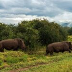 Twee witte neushoorns lopen achter elkaar door het groene gras voor struiken, onder een bewolkte lucht