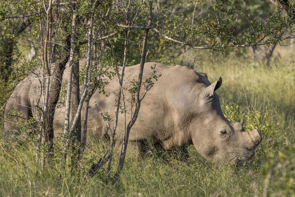 Een witte neushoorn graast met de kop omlaag in het groene gras achter jonge boomstammen, met een duidelijke nekbult en een korte hoorn