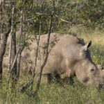 Een witte neushoorn graast met de kop omlaag in het groene gras achter jonge boomstammen, met een duidelijke nekbult en een korte hoorn