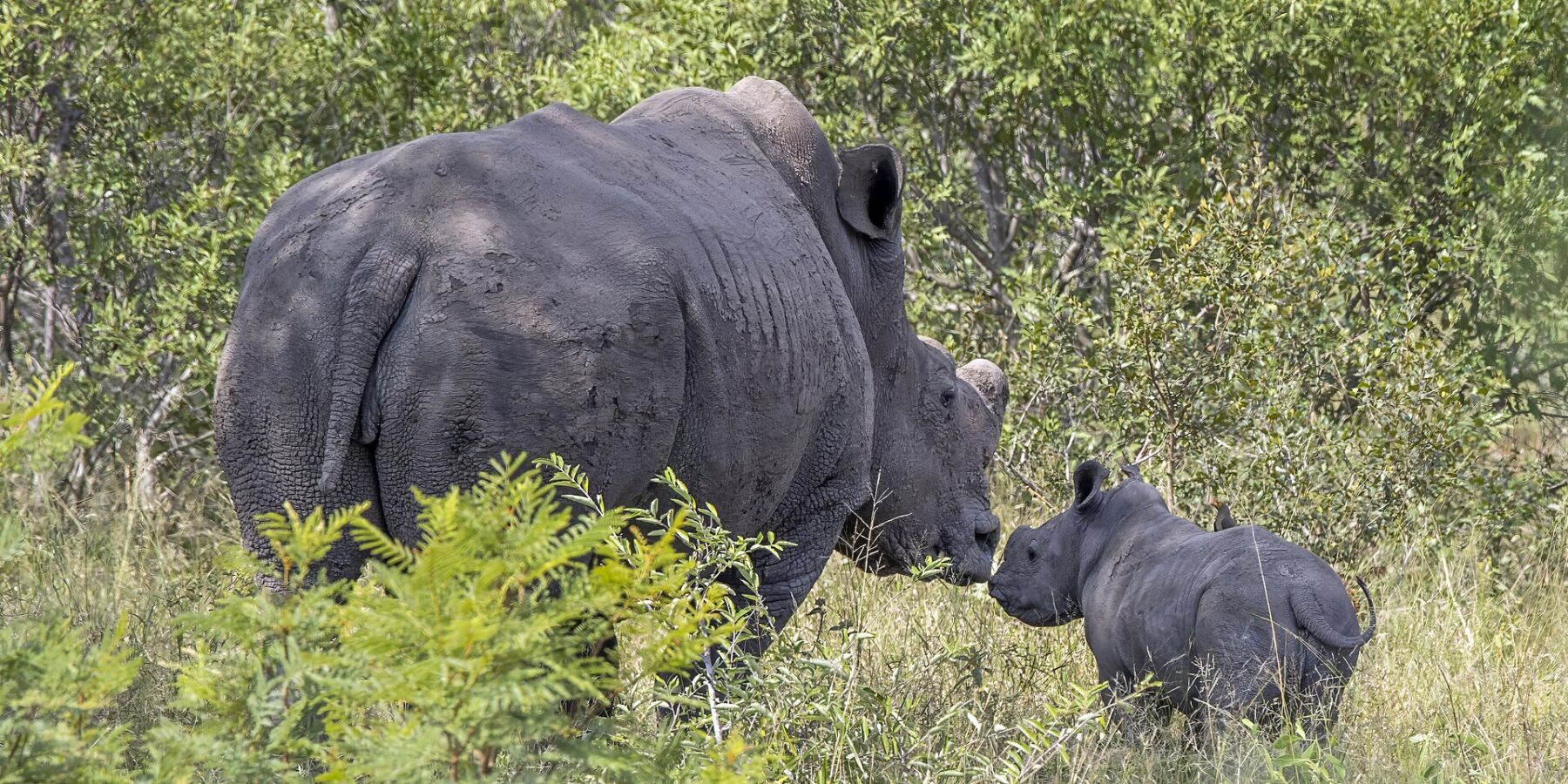 Een vrouwtje van de witte neushoorn met een afgezaagde hoorn en een huid vol opgedroogde modder raakt met haar neus haar jong aan, in de groene bush