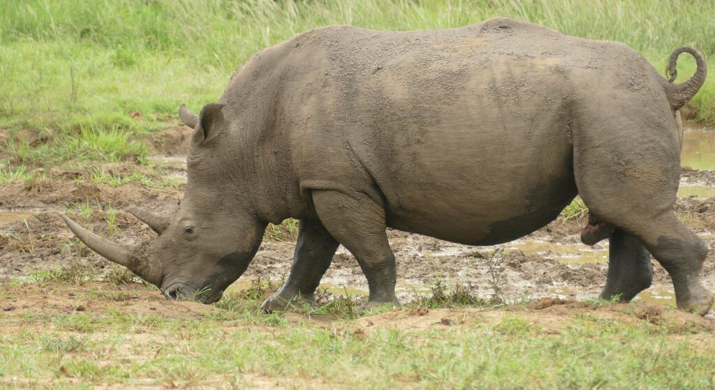 Een mannetje van de witte neushoorn, van opzij en onder de modder, graast met de kop omlaag aan de rand van een modderpoel, de lange voorste hoorn naar de grond gericht en de staart opgekruld