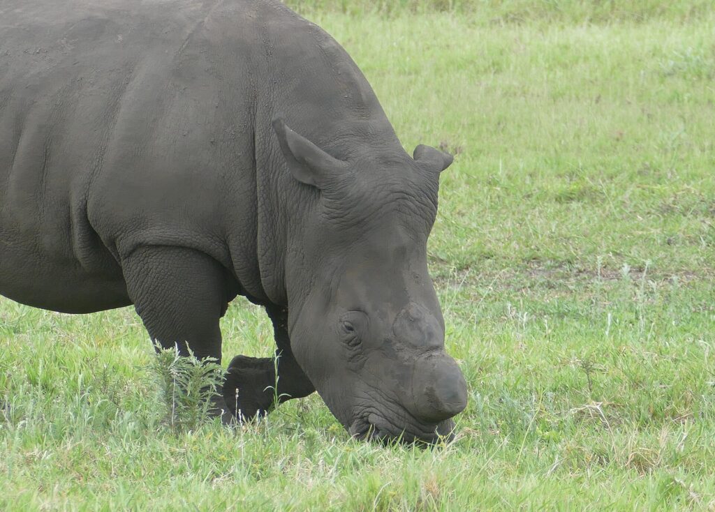 Close-up van een onthoornde witte neushoorn die graast, de hoorn vlak boven de snuit afgezaagd, met een modderkleurige grijze huid en de vierkante lip in het groene gras