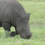 Close-up van een onthoornde witte neushoorn die graast, de hoorn vlak boven de snuit afgezaagd, met een modderkleurige grijze huid en de vierkante lip in het groene gras