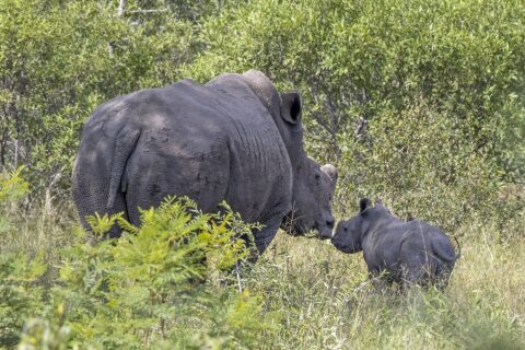 Een vrouwtje van de witte neushoorn met een afgezaagde hoorn en een huid vol opgedroogde modder raakt met haar neus haar jong aan, in de groene bush
