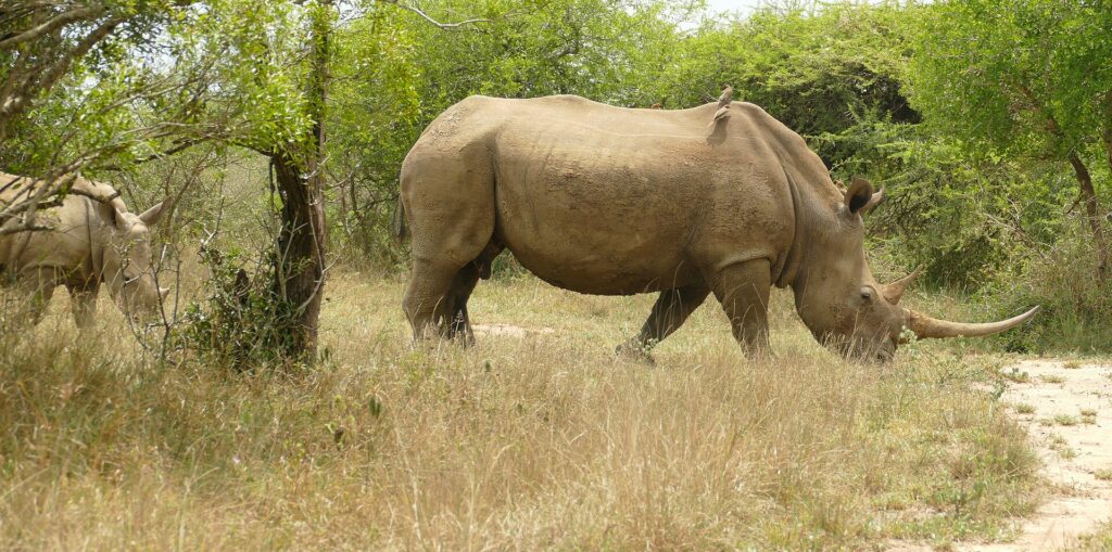 Een vrouwtje witte neushoorn loopt in profiel door droog gras, met een lange hoorn en een ossenpikker op de rug, haar jong achter haar in de groene struiken
