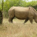 Een vrouwtje witte neushoorn loopt in profiel door droog gras, met een lange hoorn en een ossenpikker op de rug, haar jong achter haar in de groene struiken