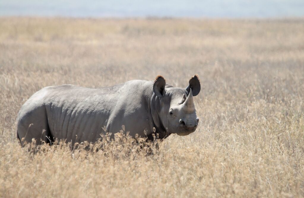 Een zwarte neushoorn staat in droog, goudkleurig gras, met een puntige lip en franjes aan de oren, naar de lens gekeerd