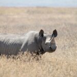 Een zwarte neushoorn staat in droog, goudkleurig gras, met een puntige lip en franjes aan de oren, naar de lens gekeerd