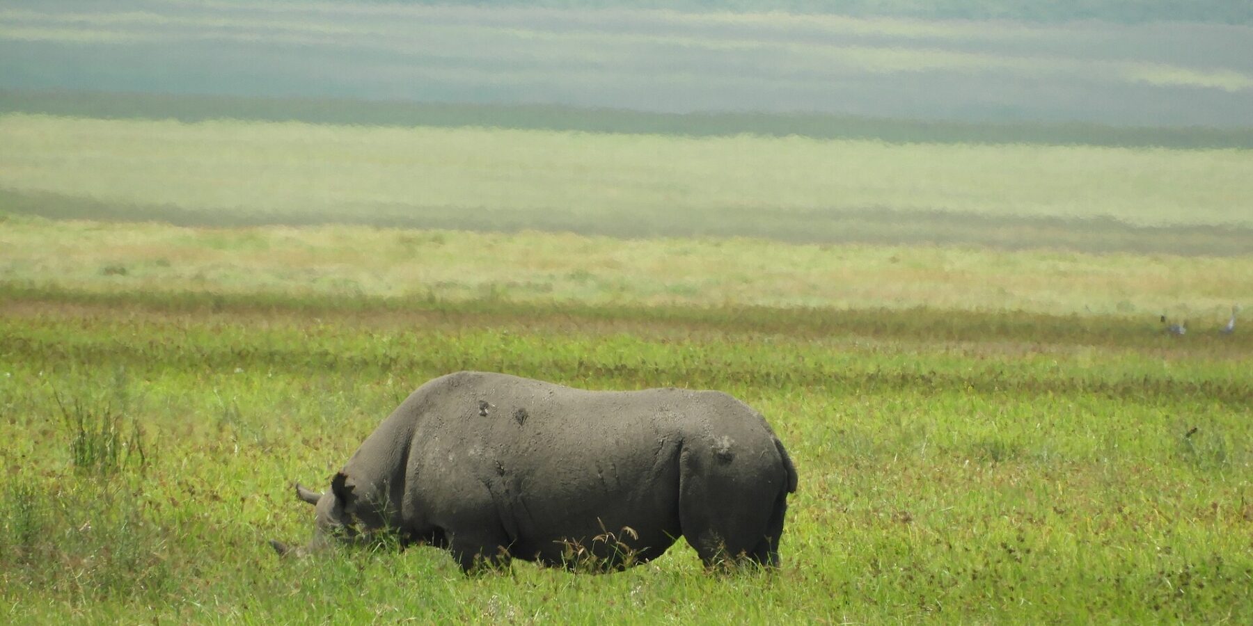 Een zwarte neushoorn eet van opzij in het groene gras, de gebogen kop verborgen achter de grassen, met de wazige hellingen van de krater erachter