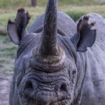 Portret van voren van een zwarte neushoorn met een lange hoorn, een puntige lip en franjes aan de oren, het rechteroog dicht
