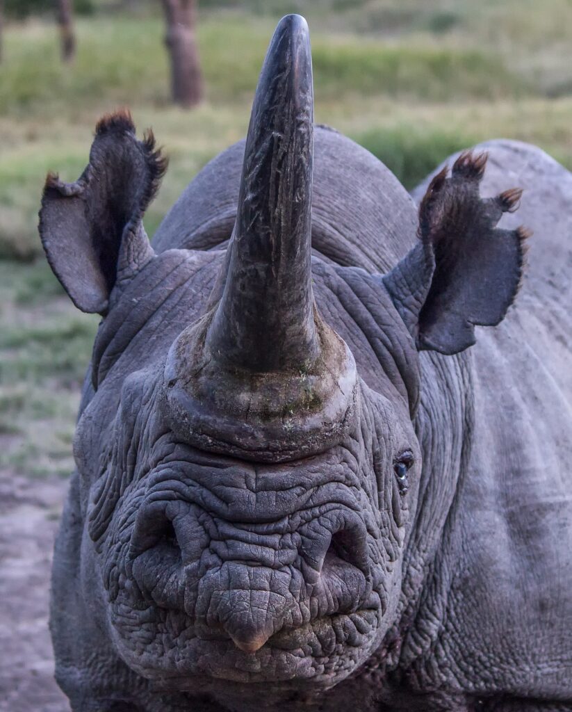 Portret van voren van een zwarte neushoorn met een lange hoorn, een puntige lip en franjes aan de oren, het rechteroog dicht