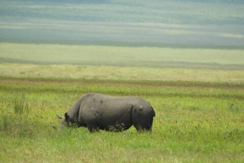 Een zwarte neushoorn eet van opzij in het groene gras, de gebogen kop verborgen achter de grassen, met de wazige hellingen van de krater erachter