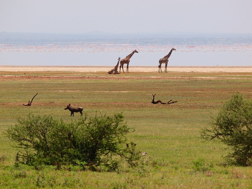 Drie giraffen op de oever van het meer, een knobbelzwijn in het gras ervoor en een lange roze rij flamingo's op het water