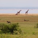 Drie giraffen op de oever van het meer, een knobbelzwijn in het gras ervoor en een lange roze rij flamingo's op het water