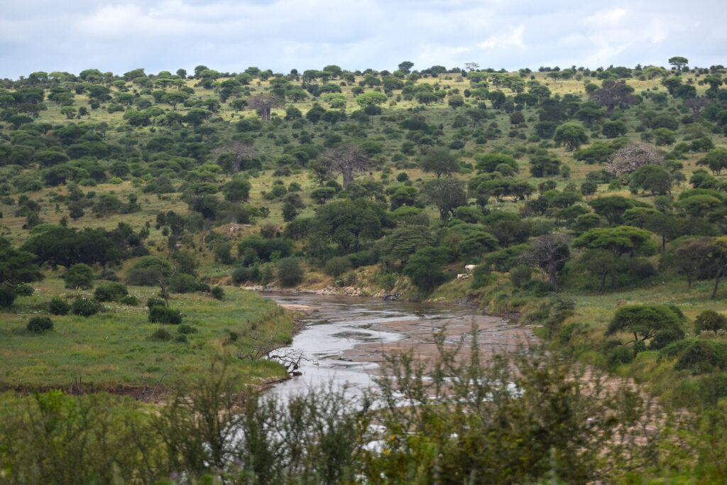 De Tarangirerivier slingert tussen groene oevers, acacia's en baobabs bedekken de heuvels