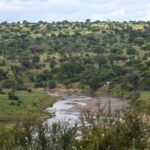 De Tarangirerivier slingert tussen groene oevers, acacia's en baobabs bedekken de heuvels