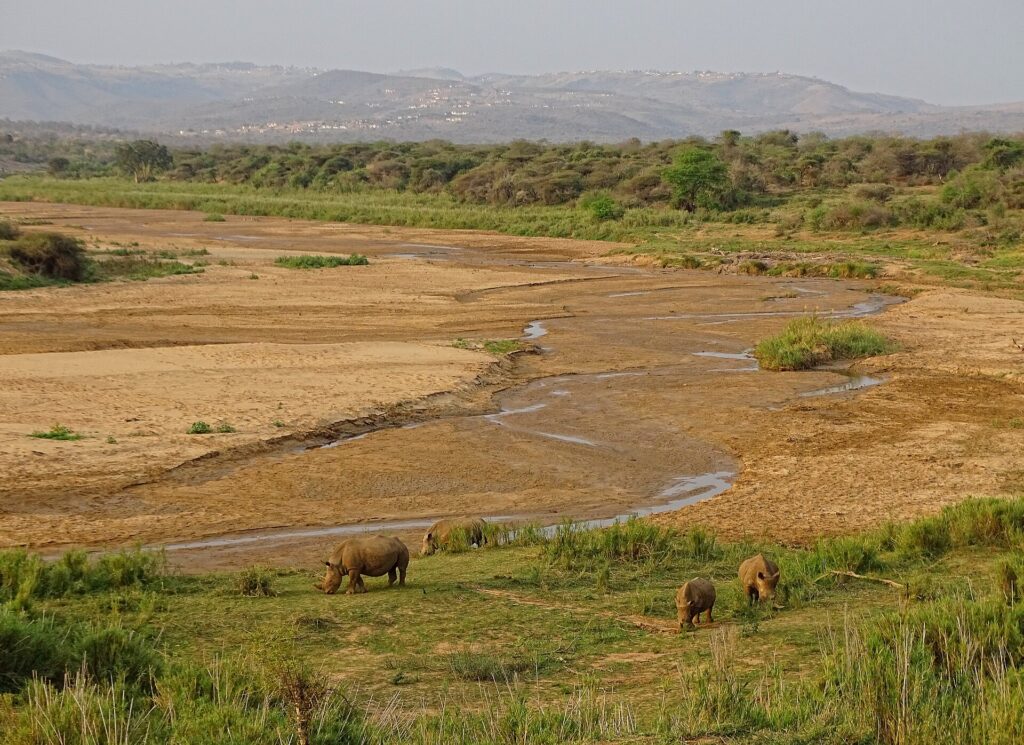Vier witte neushoorns, waaronder een jong, grazen op een groen grasveld aan de rand van een brede zandige rivierbedding met een dun stroompje water, heuvels en dorpen in de verte