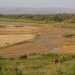 Vier witte neushoorns, waaronder een jong, grazen op een groen grasveld aan de rand van een brede zandige rivierbedding met een dun stroompje water, heuvels en dorpen in de verte