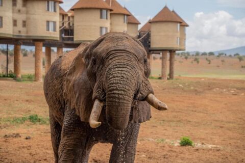 Een olifant op de voorgrond, voor de ronde torens op palen van de Salt Lick Safari Lodge