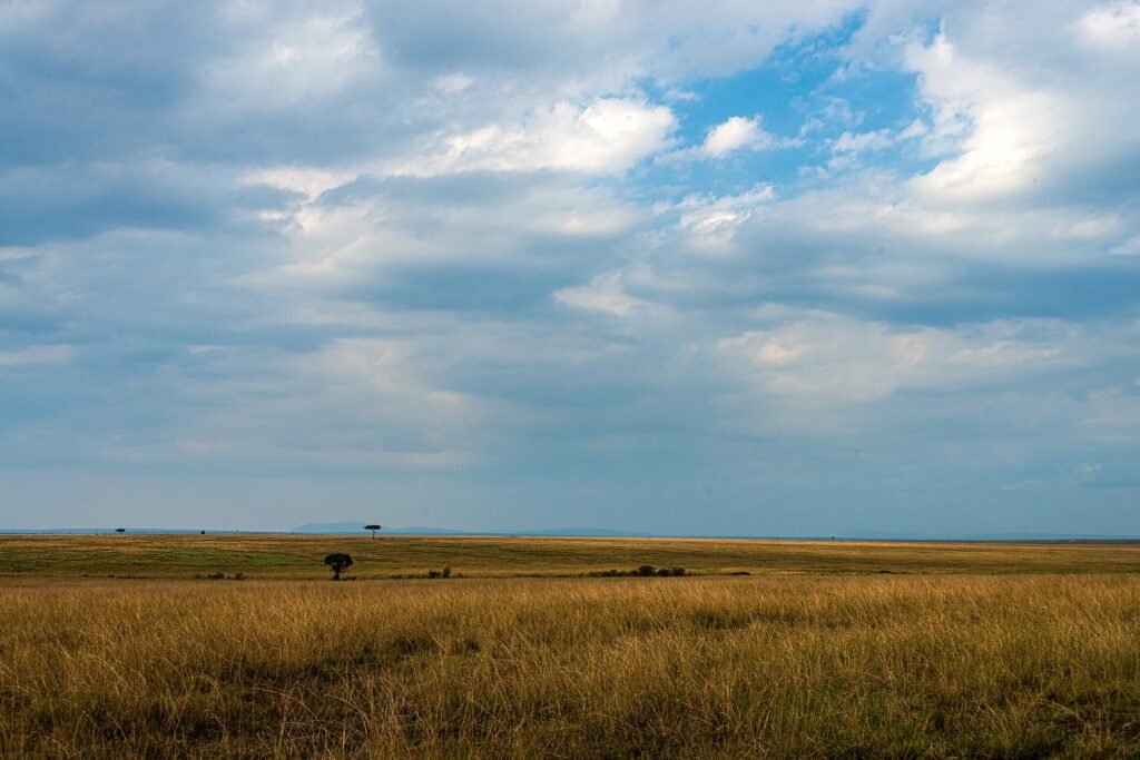 Een vlakte met goudkleurig gras tot aan de horizon onder een grote wolkenlucht, met in de verte twee losse acacia's