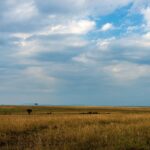 Een vlakte met goudkleurig gras tot aan de horizon onder een grote wolkenlucht, met in de verte twee losse acacia's