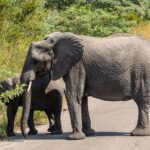 Een olifantenkoe steekt in profiel een asfaltweg over, een jonge olifant achter haar trekt bladeren van een struik langs de weg, groene bush rondom