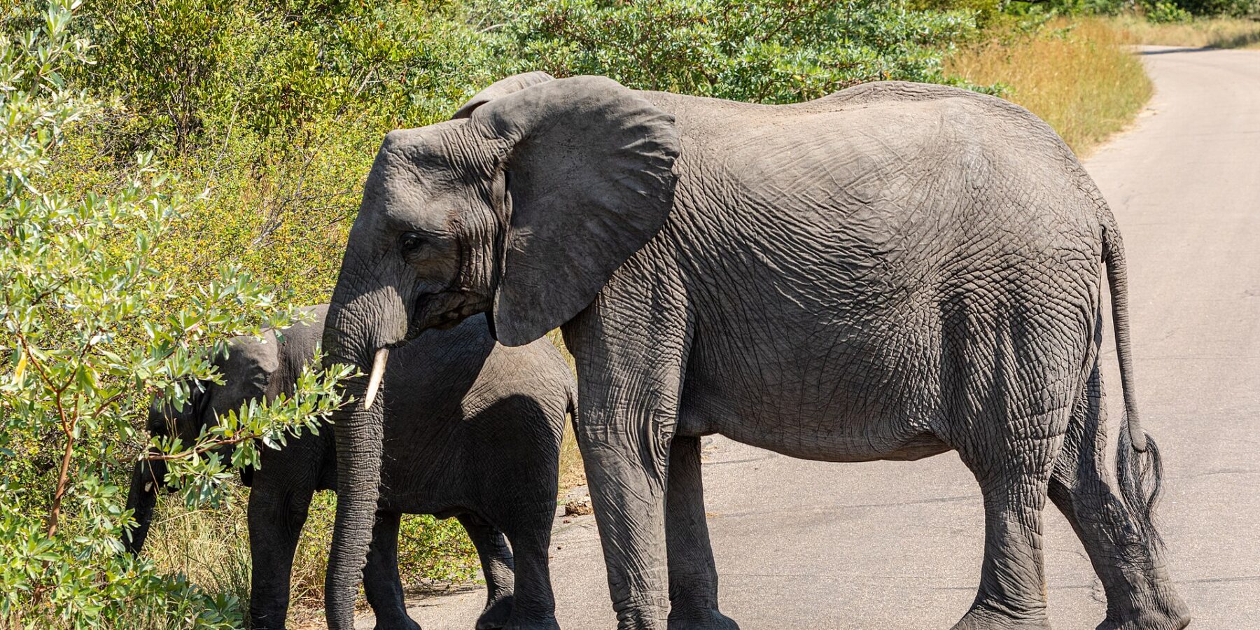 Een olifantenkoe steekt in profiel een asfaltweg over, een jonge olifant achter haar trekt bladeren van een struik langs de weg, groene bush rondom
