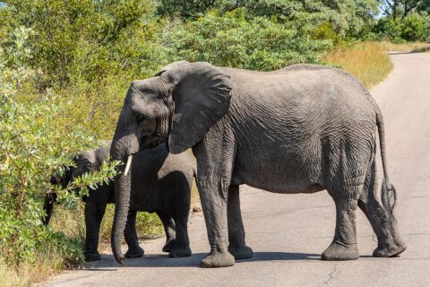 Een olifantenkoe steekt in profiel een asfaltweg over, een jonge olifant achter haar trekt bladeren van een struik langs de weg, groene bush rondom