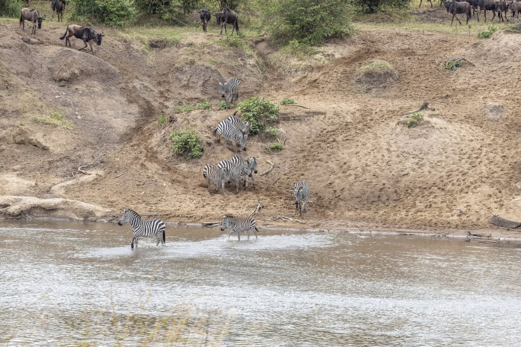 Zebra's dalen een zandoever af en steken de rivier over bij een doorwaadbare plek, terwijl gnoes boven aan de helling wachten