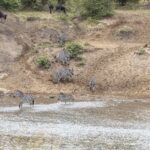 Zebra's dalen een zandoever af en steken de rivier over bij een doorwaadbare plek, terwijl gnoes boven aan de helling wachten
