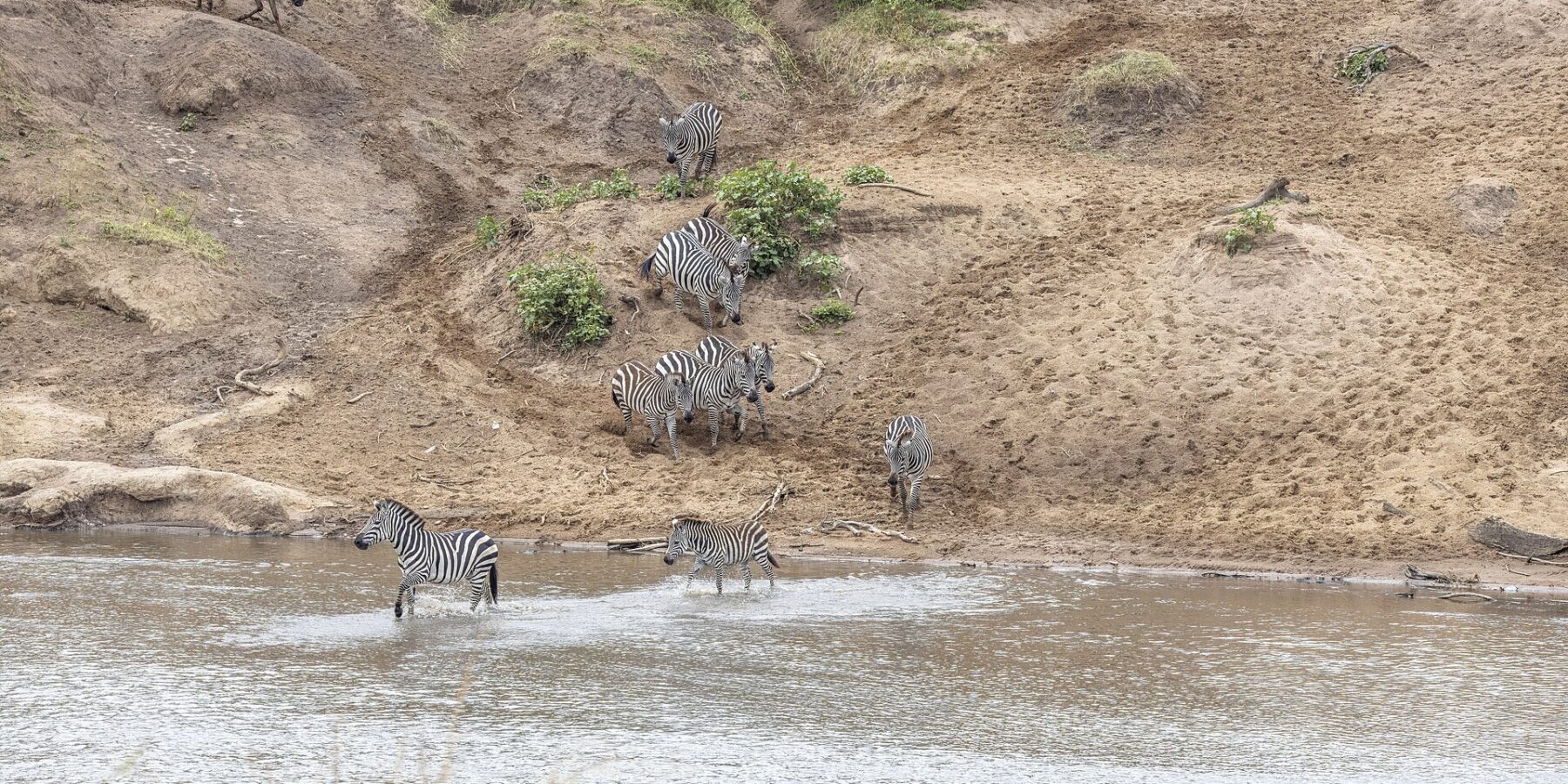 Zebra's dalen een zandoever af en steken de rivier over bij een doorwaadbare plek, terwijl gnoes boven aan de helling wachten