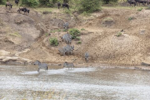 Zebra's dalen een zandoever af en steken de rivier over bij een doorwaadbare plek, terwijl gnoes boven aan de helling wachten