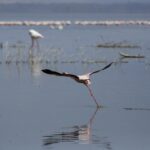 Een kleine flamingo vliegt rennend over het grijze water op, met een lange rij roze flamingo's achter in het meer