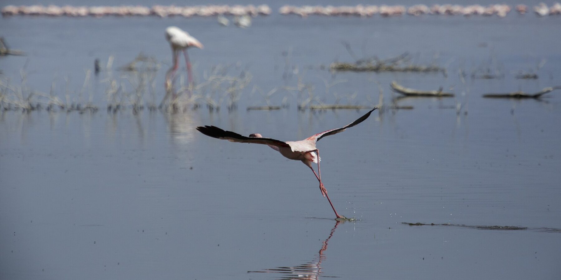 Een kleine flamingo vliegt rennend over het grijze water op, met een lange rij roze flamingo's achter in het meer