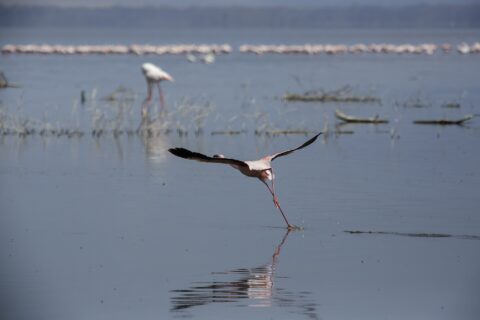 Een kleine flamingo vliegt rennend over het grijze water op, met een lange rij roze flamingo's achter in het meer
