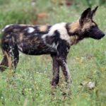 Een Afrikaanse wilde hond in profiel in groen gras vol bloemen, met een zwart, geelbruin en wit gevlekte vacht, grote ronde rechtopstaande oren en een staart met een witte punt
