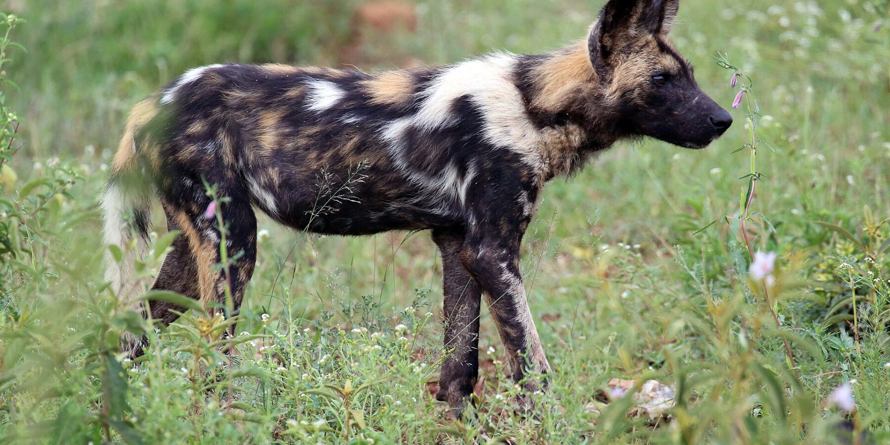Een Afrikaanse wilde hond in profiel in groen gras vol bloemen, met een zwart, geelbruin en wit gevlekte vacht, grote ronde rechtopstaande oren en een staart met een witte punt