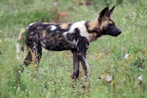 Een Afrikaanse wilde hond in profiel in groen gras vol bloemen, met een zwart, geelbruin en wit gevlekte vacht, grote ronde rechtopstaande oren en een staart met een witte punt