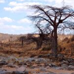 De droge, rotsachtige bedding van de Great Ruaha, een kale baobab op de oever en zebra's in de verte op de heuvel